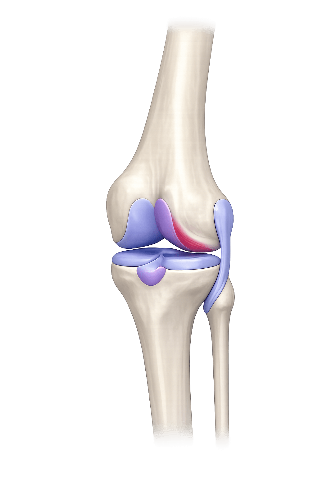 Knee joint anatomy illustration